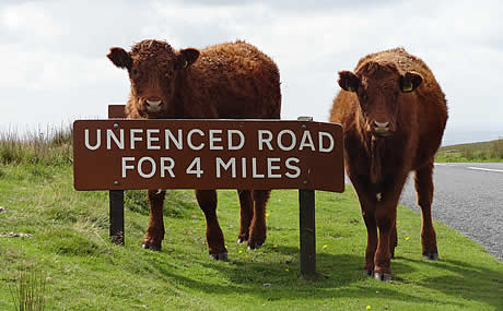 Unfenced road for 4 miles sign on Dartmoor